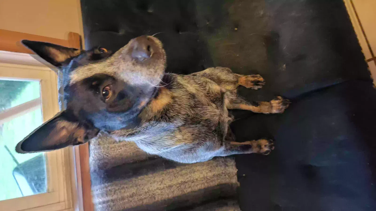 Found dog in Sevierville, TN, 37876