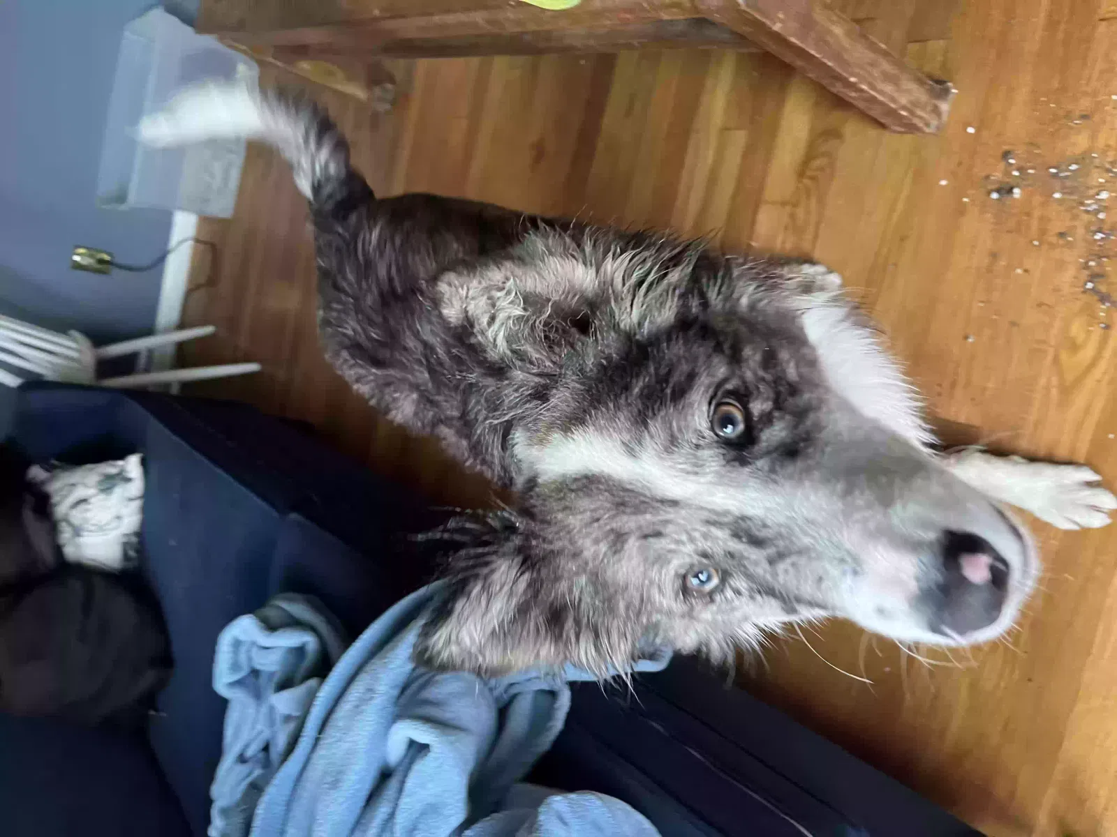 Lost dog in San Diego, CA, 92105