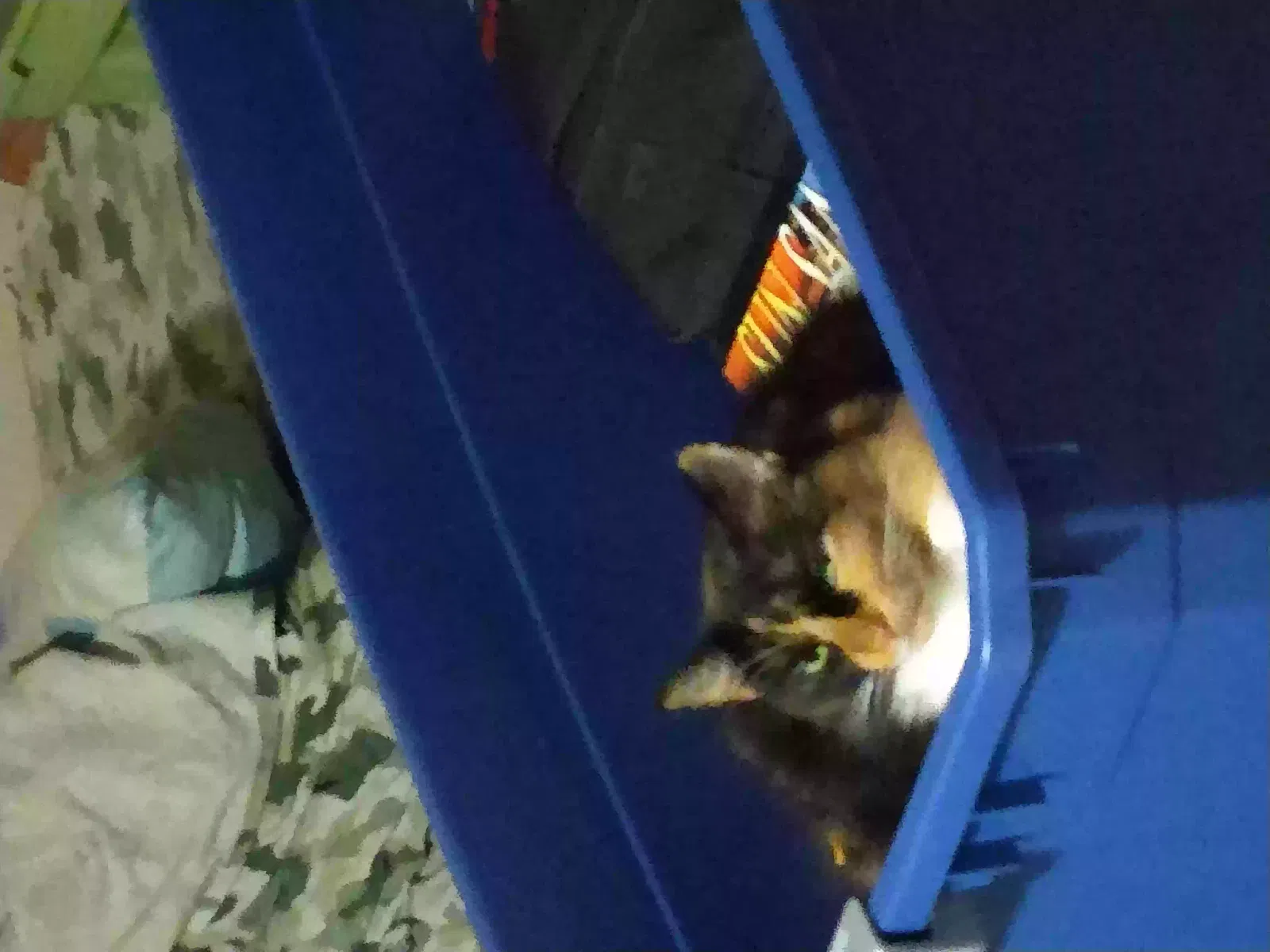 Lost cat in Tucson, AZ, 85705