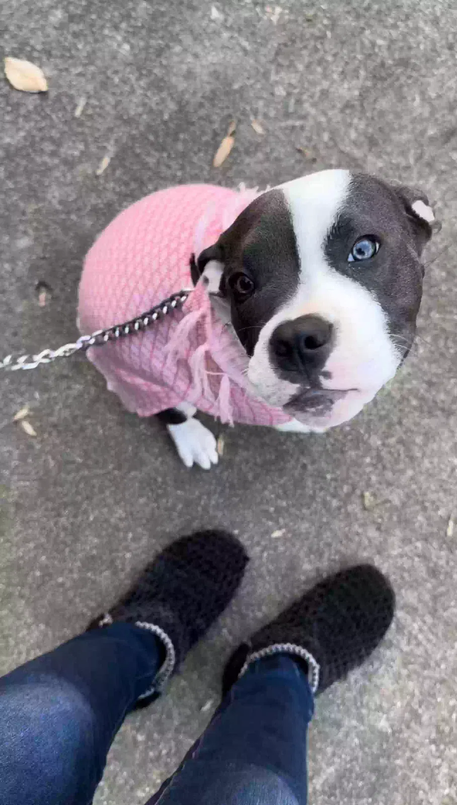 Lost dog in Winston Salem, NC, 27106