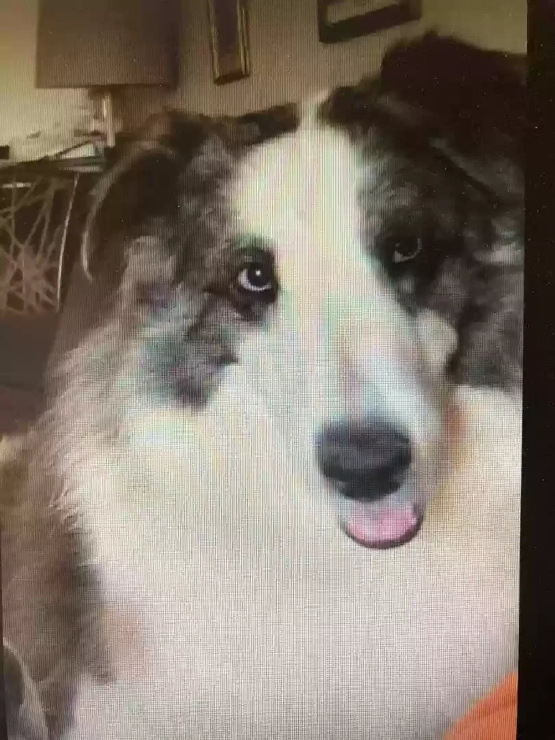 Lost dog in Culleoka, TN, 38451