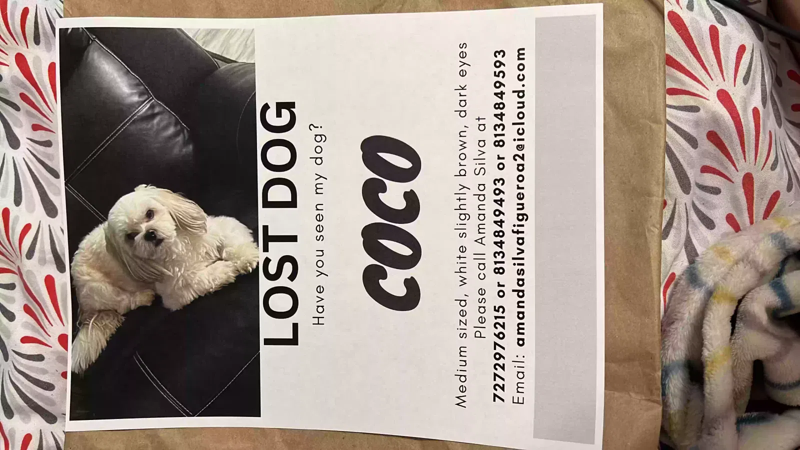 Lost dog in Tampa, FL, 33634