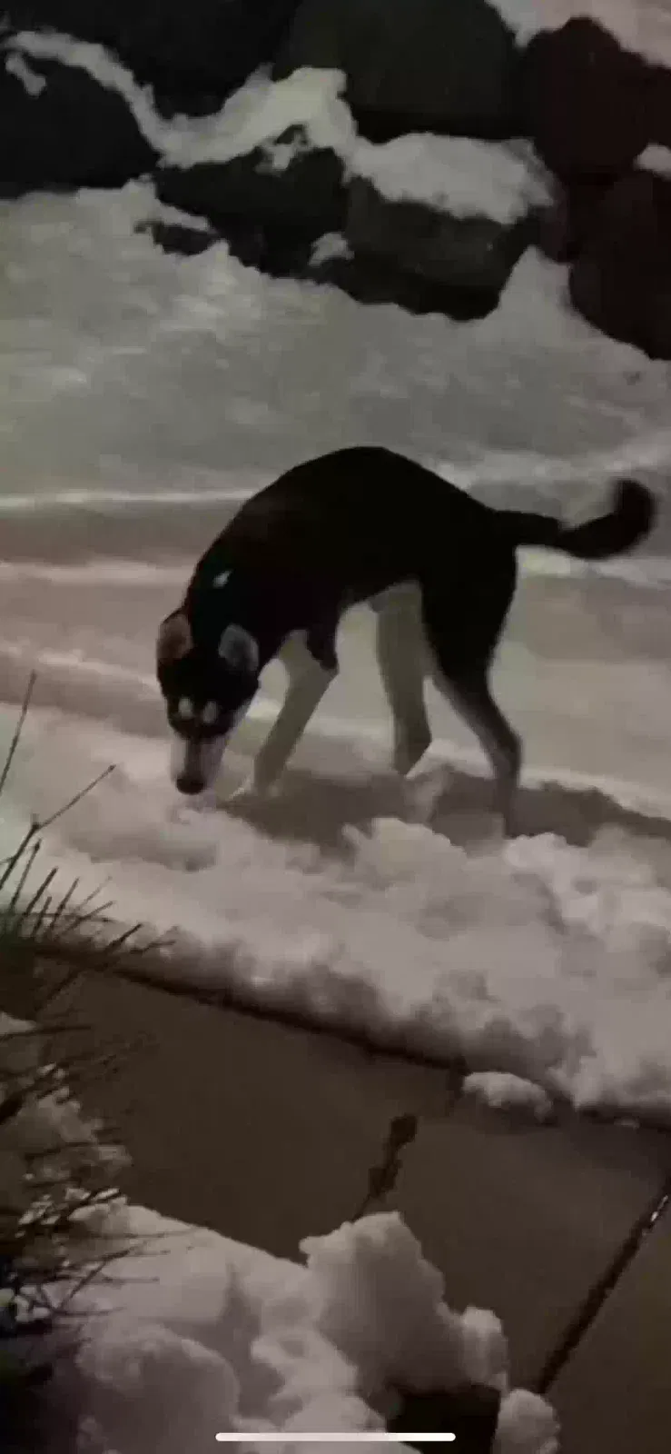 Lost dog in Madison, WI, 53713