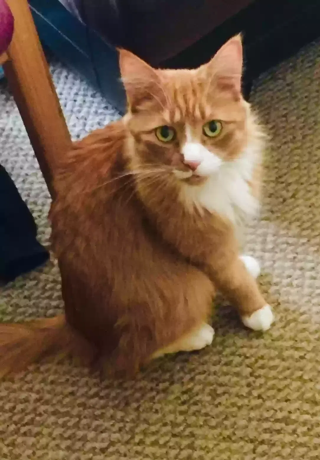 Lost cat in Dearborn Heights, MI, 48127