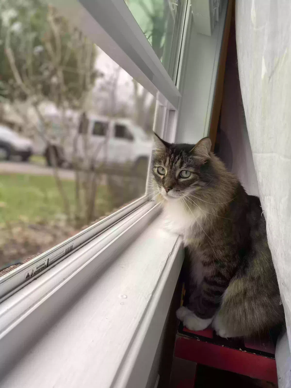 Lost cat in Houston, TX, 77074