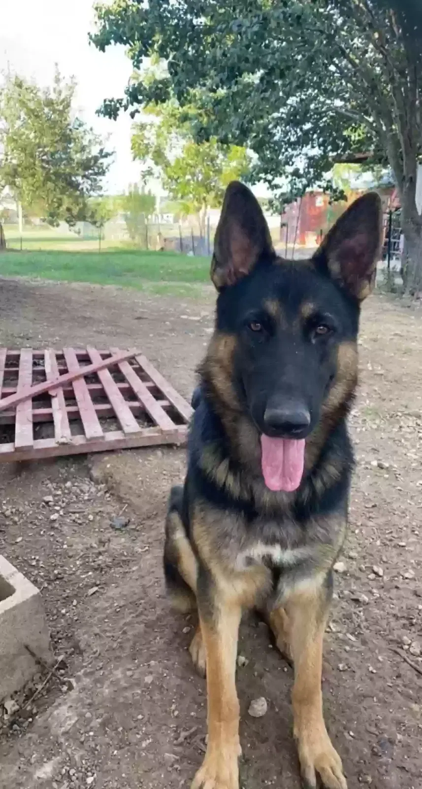 Lost dog in Kyle, TX, 78640