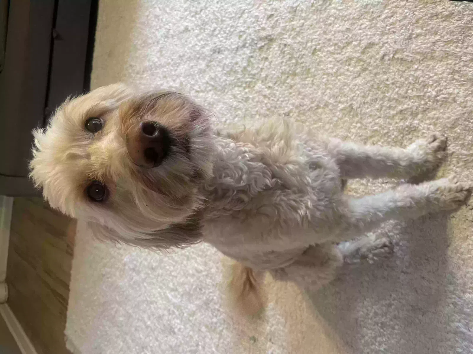 Lost dog in Murfreesboro, TN, 37130