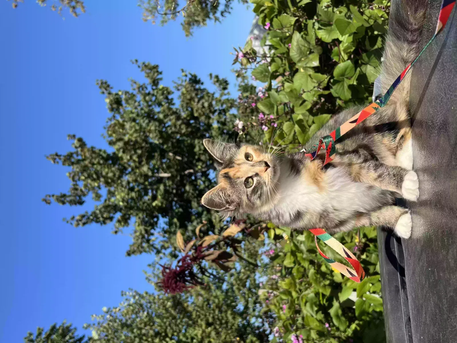 Lost cat in Queens Village, NY, 11429