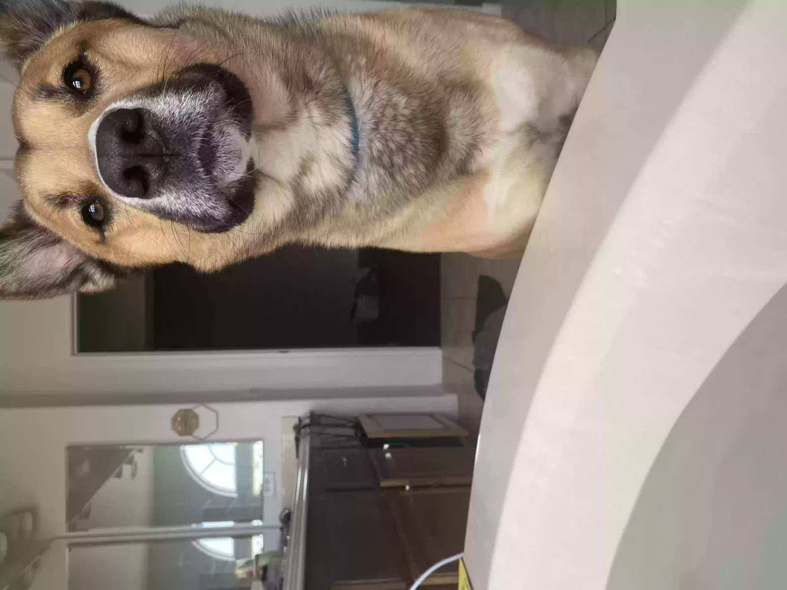 Found dog in Las Vegas, NV, 89139