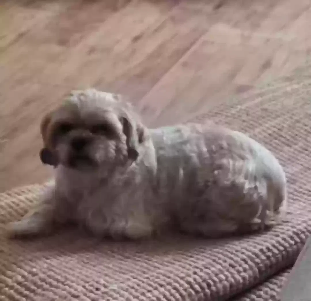 Lost dog in Houston, TX, 77084