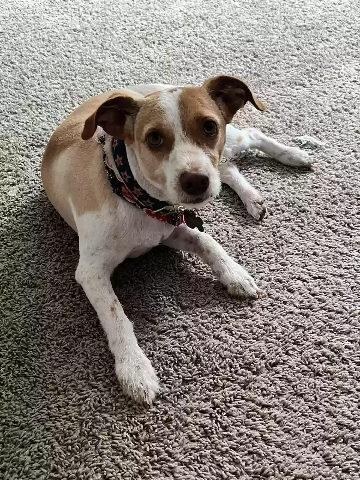 Lost dog in Missouri City, TX, 77459