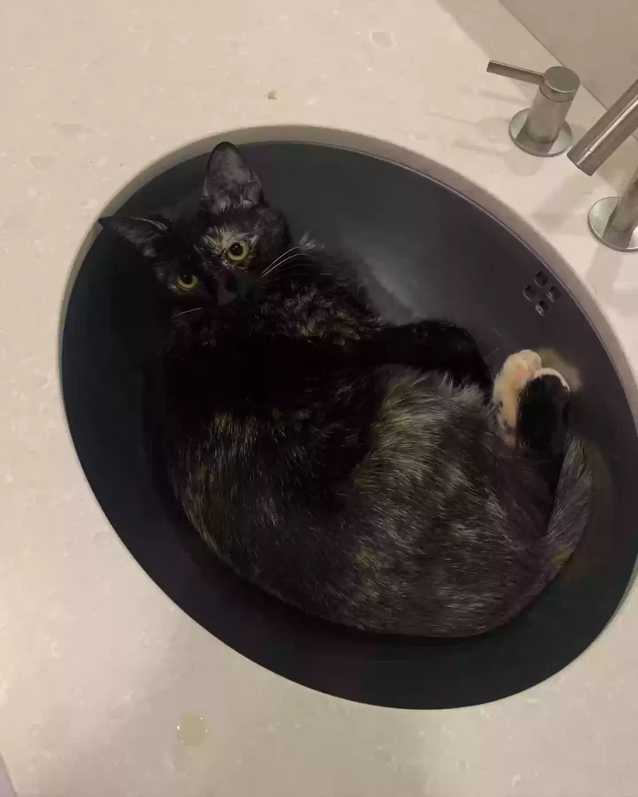Lost cat in Winston Salem, NC, 27101