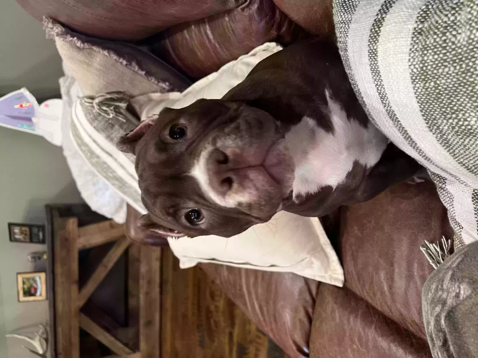 Lost dog in Murfreesboro, TN, 37129