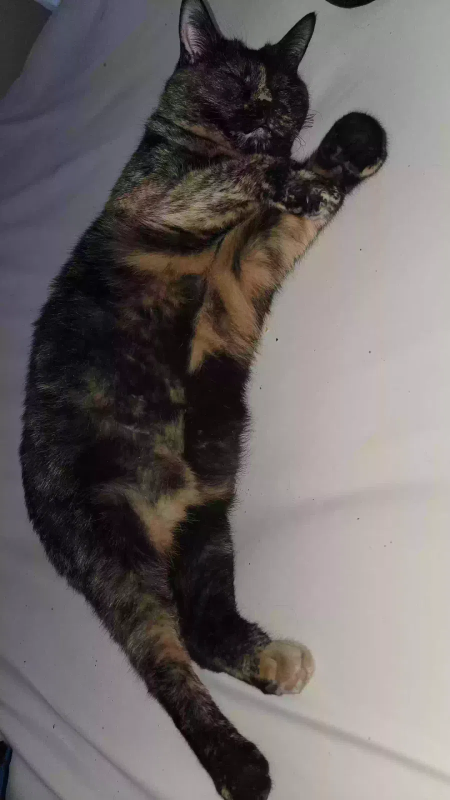 Lost cat in Detroit, MI, 48224