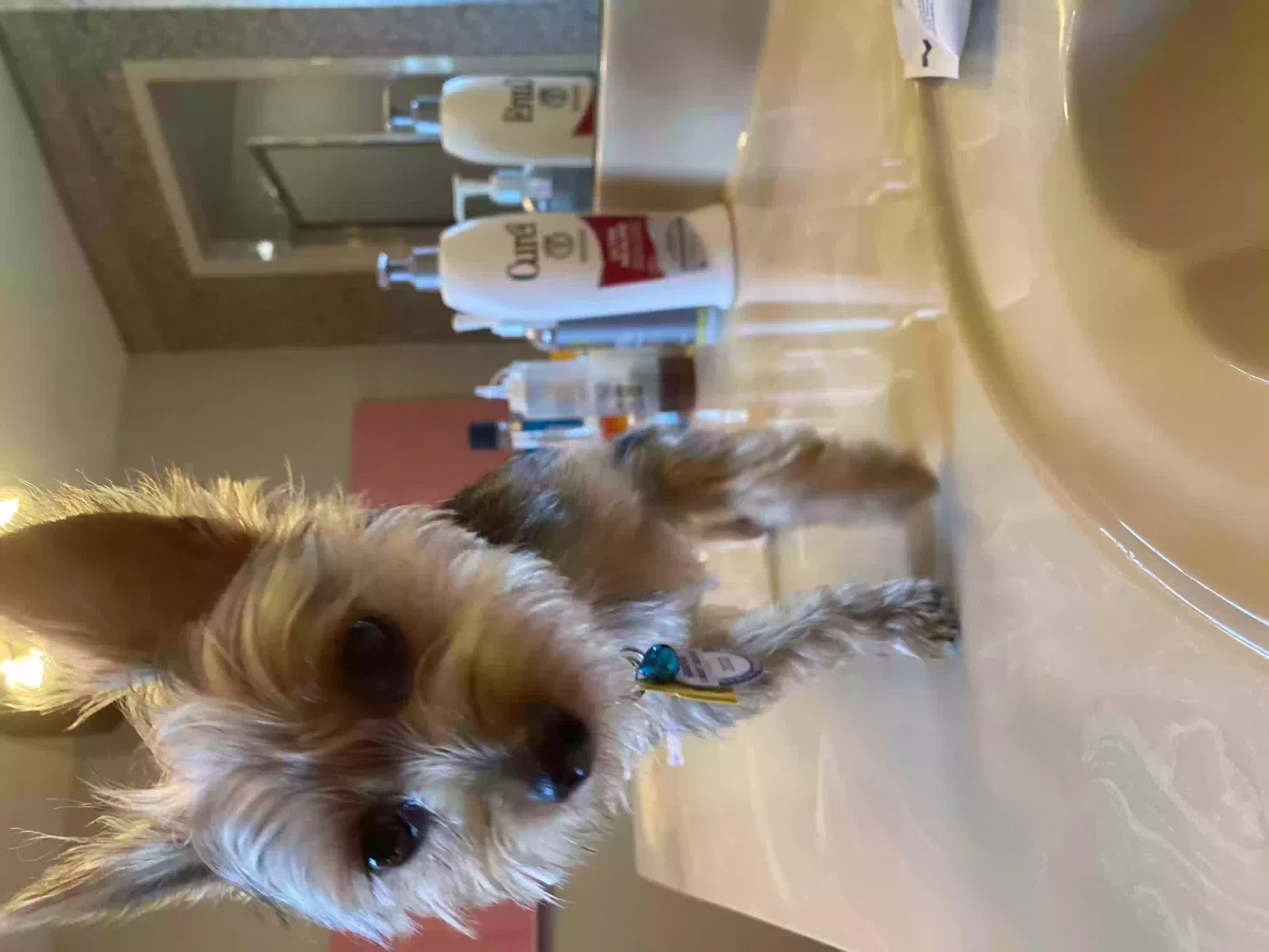 Found dog in Memphis, TN, 38141