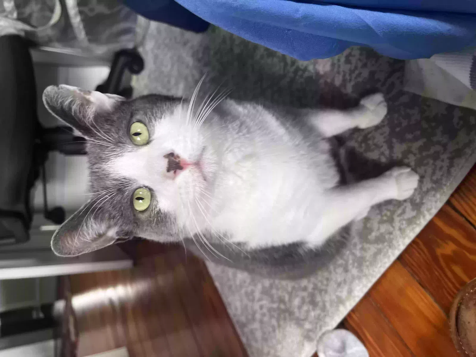 Lost cat in Warrington, PA, 18976