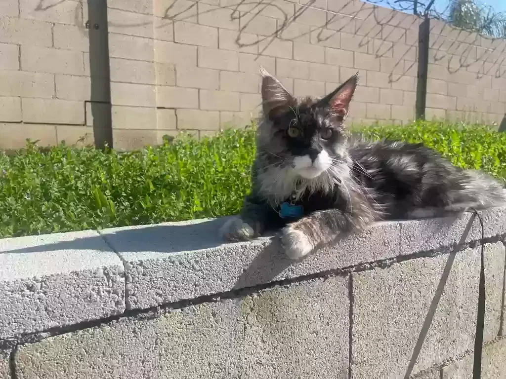 Lost cat in Riverside, CA, 92503