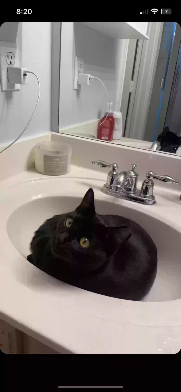 Lost cat in Covington, LA, 70435