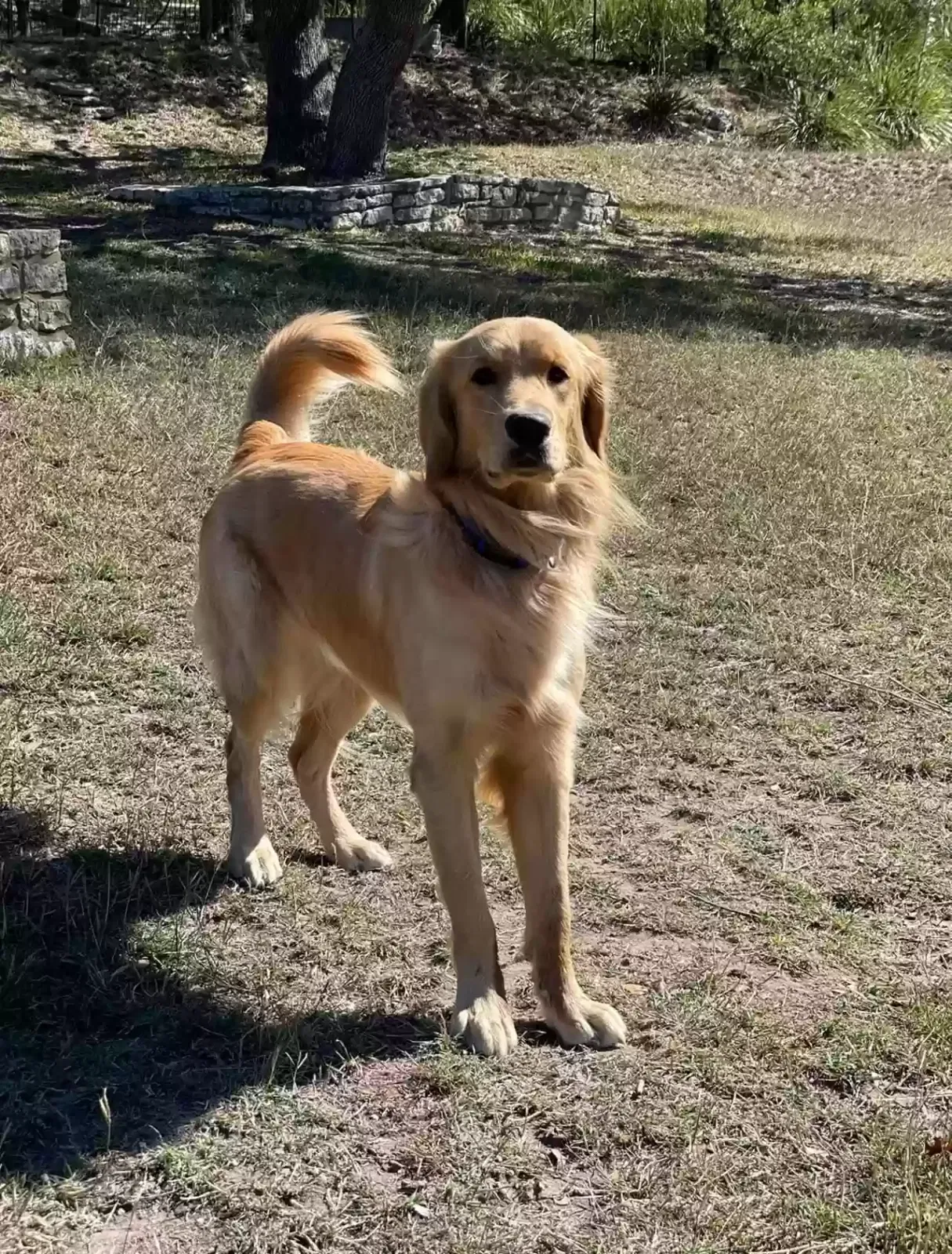 Lost dog in Boerne, TX, 78006