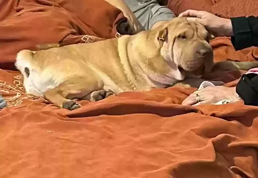 Lost dog in Dallas, TX, 75227