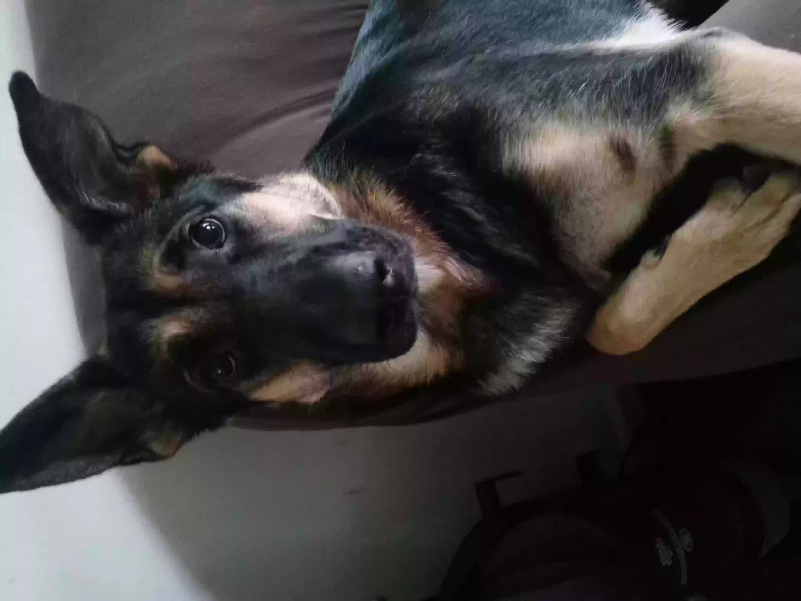 Lost dog in Ridgeville, IN, 47380