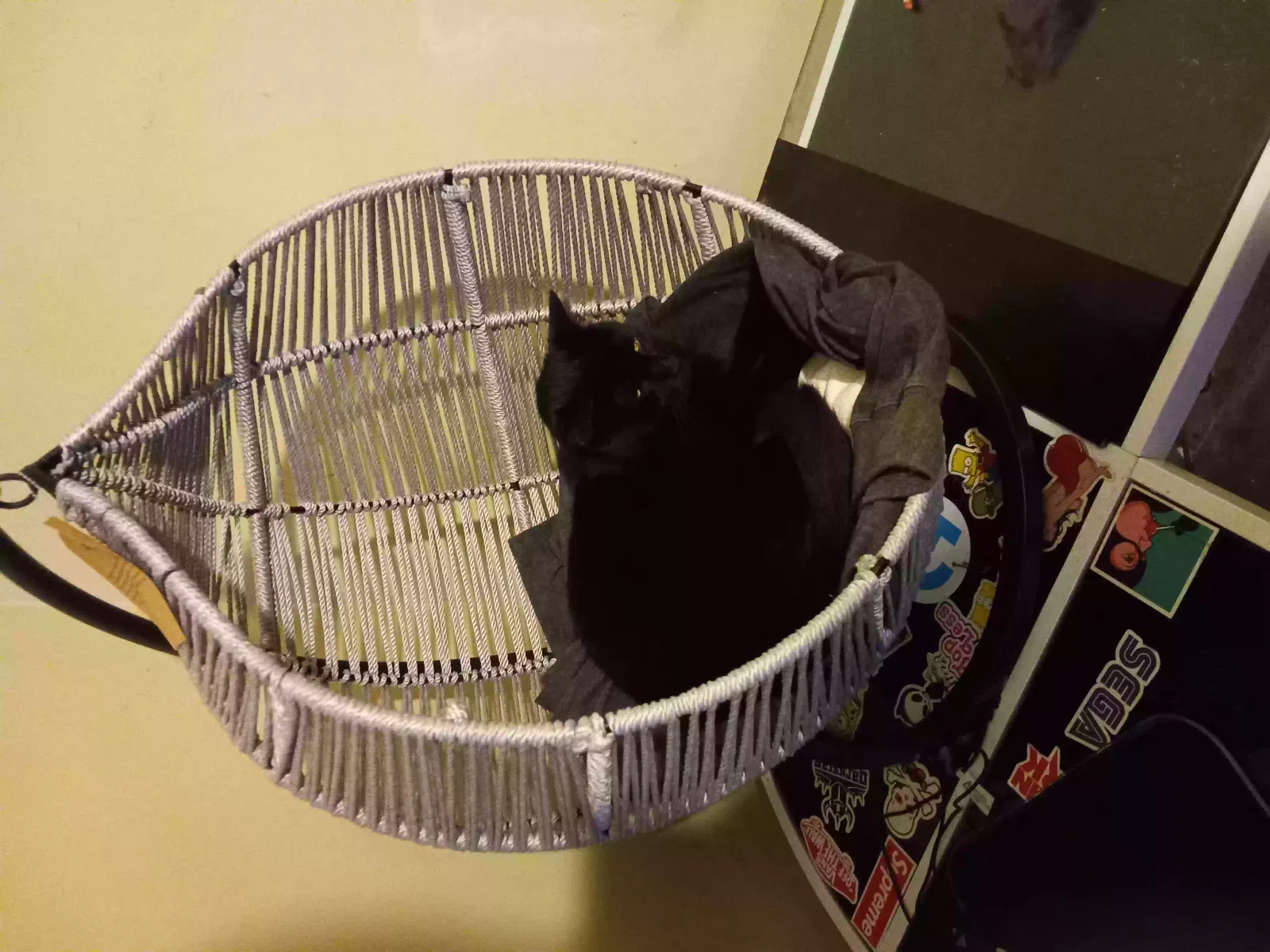 Lost cat in Saint Augustine, FL, 32092