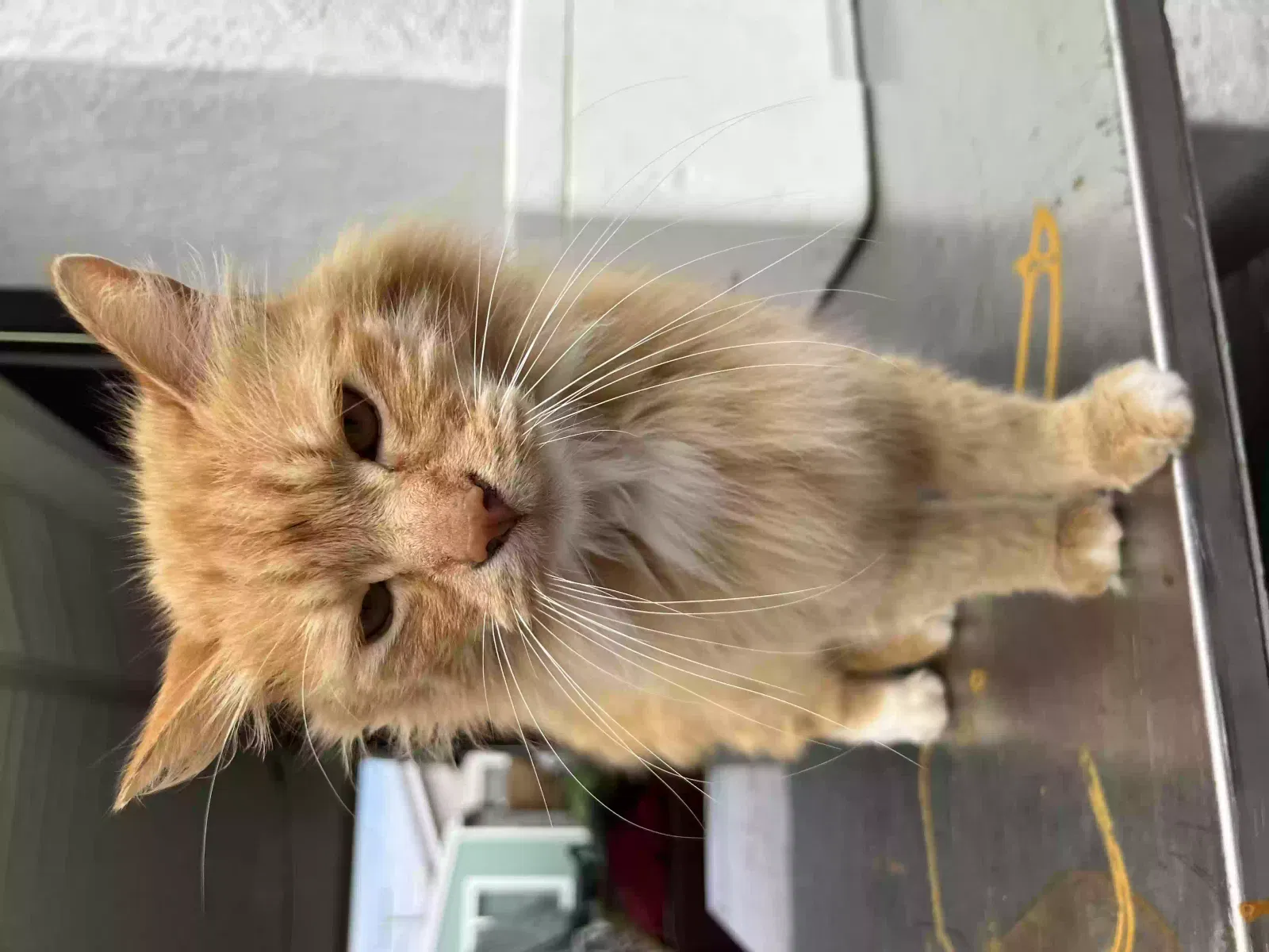 Found cat in Anaheim, CA, 92801