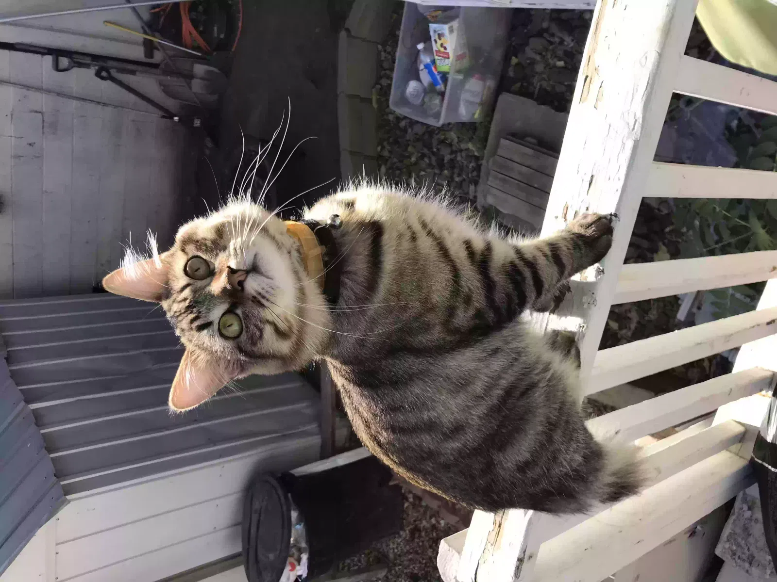 Lost cat in Marysville, CA, 95901