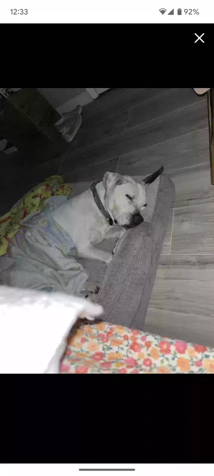 Lost dog in Grand Prairie, TX, 75051