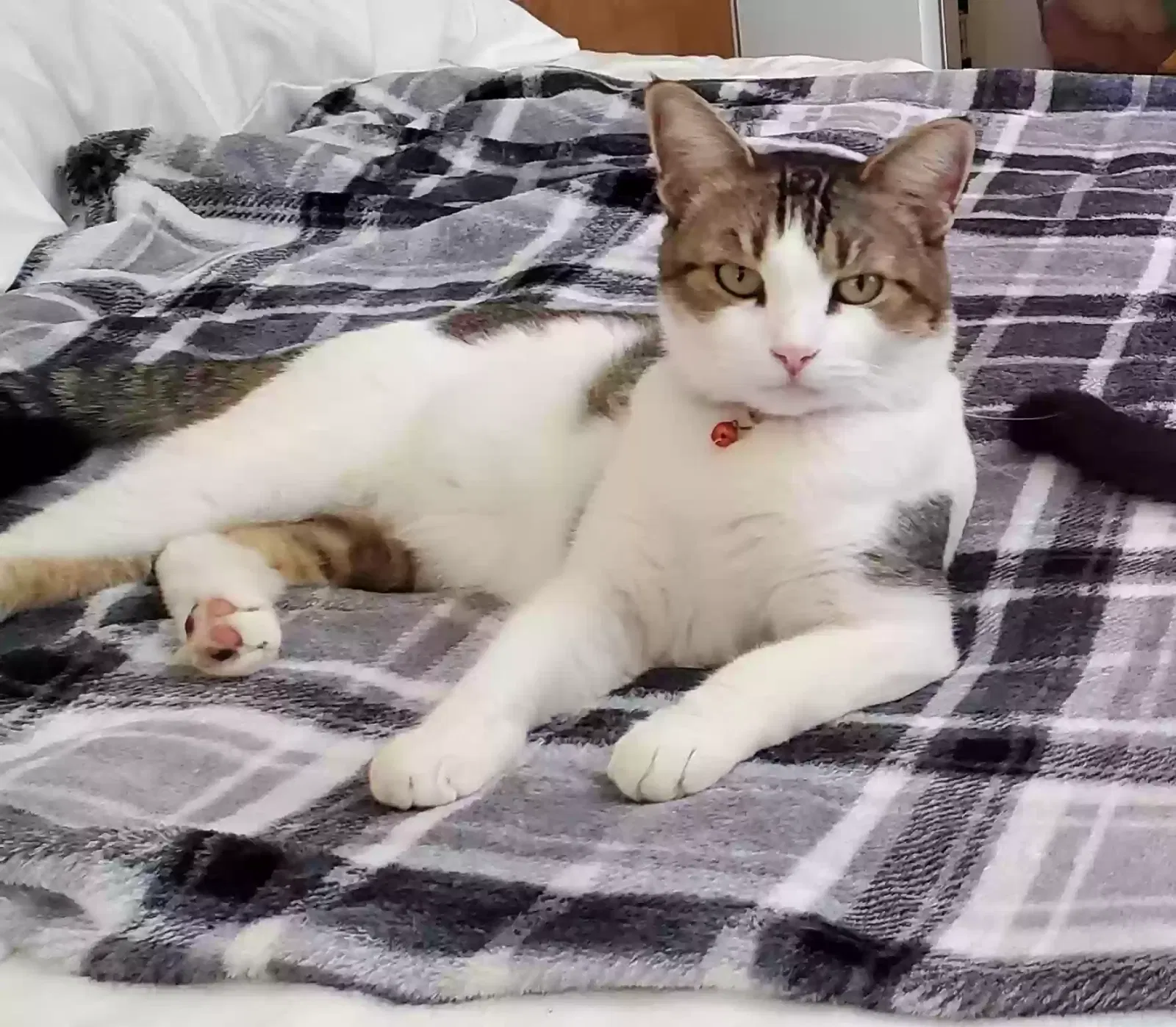 Lost cat in Norco, CA, 92860
