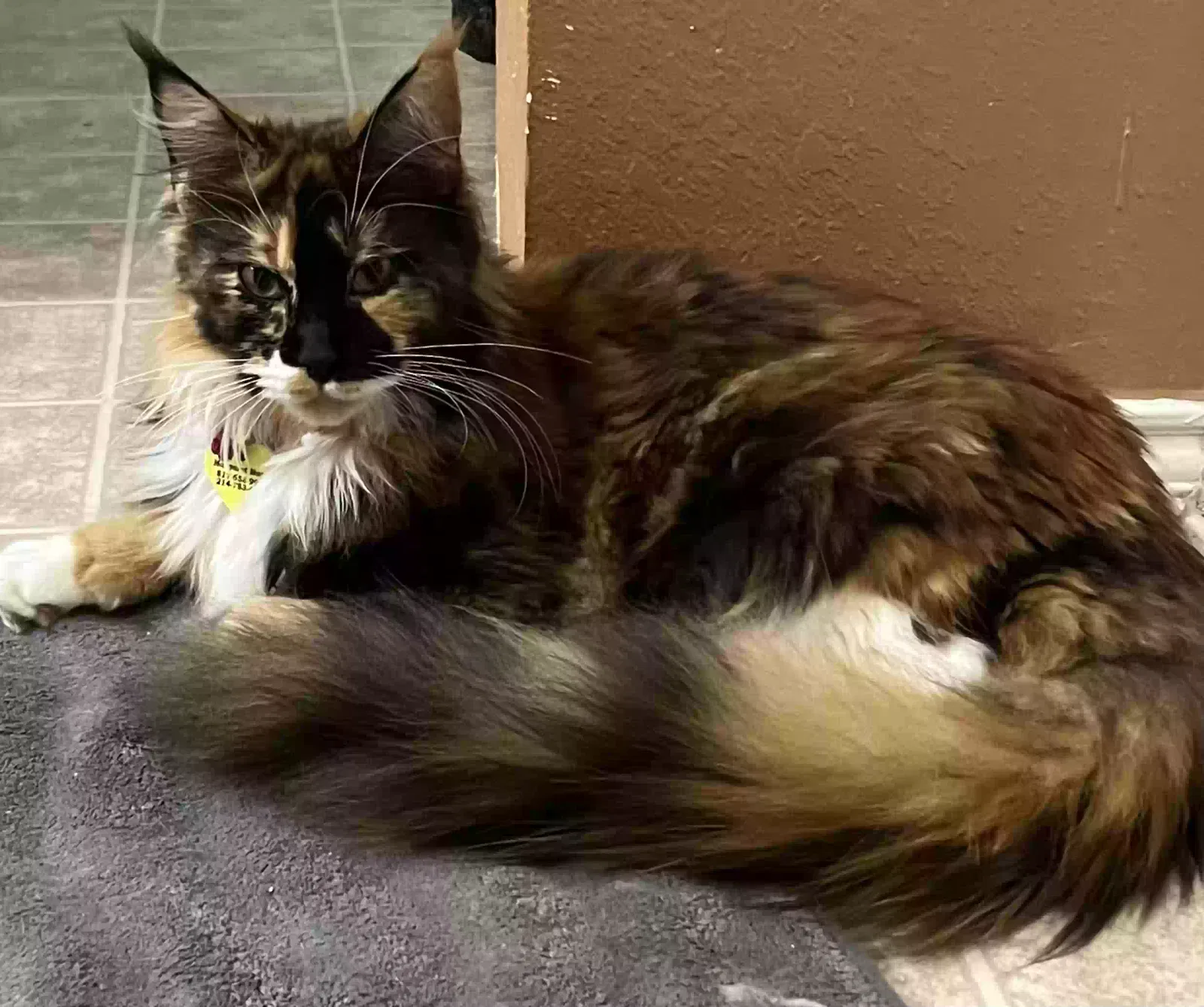 Lost cat in Fort Worth, TX, 76135
