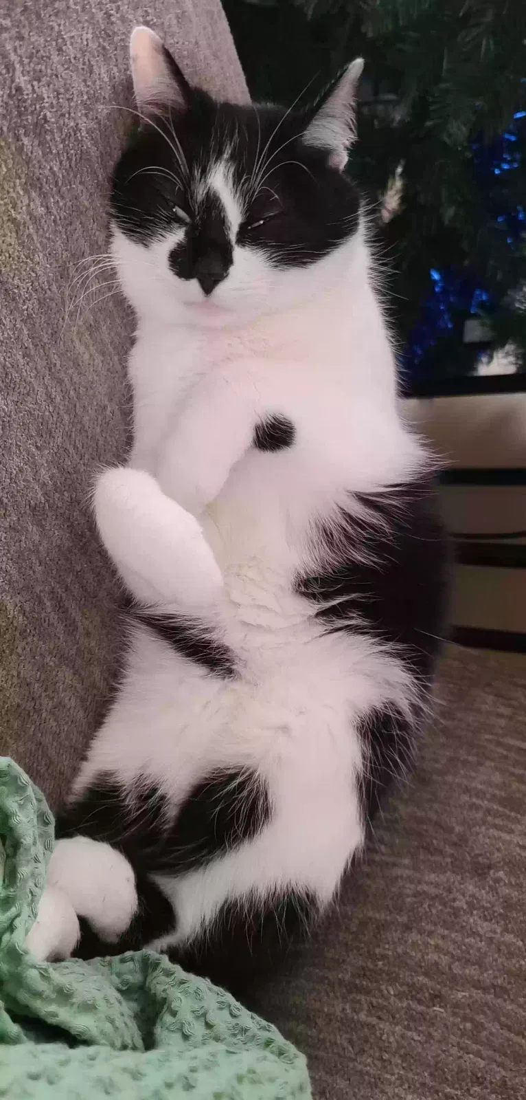 Lost cat in Livingston, TN, 38570