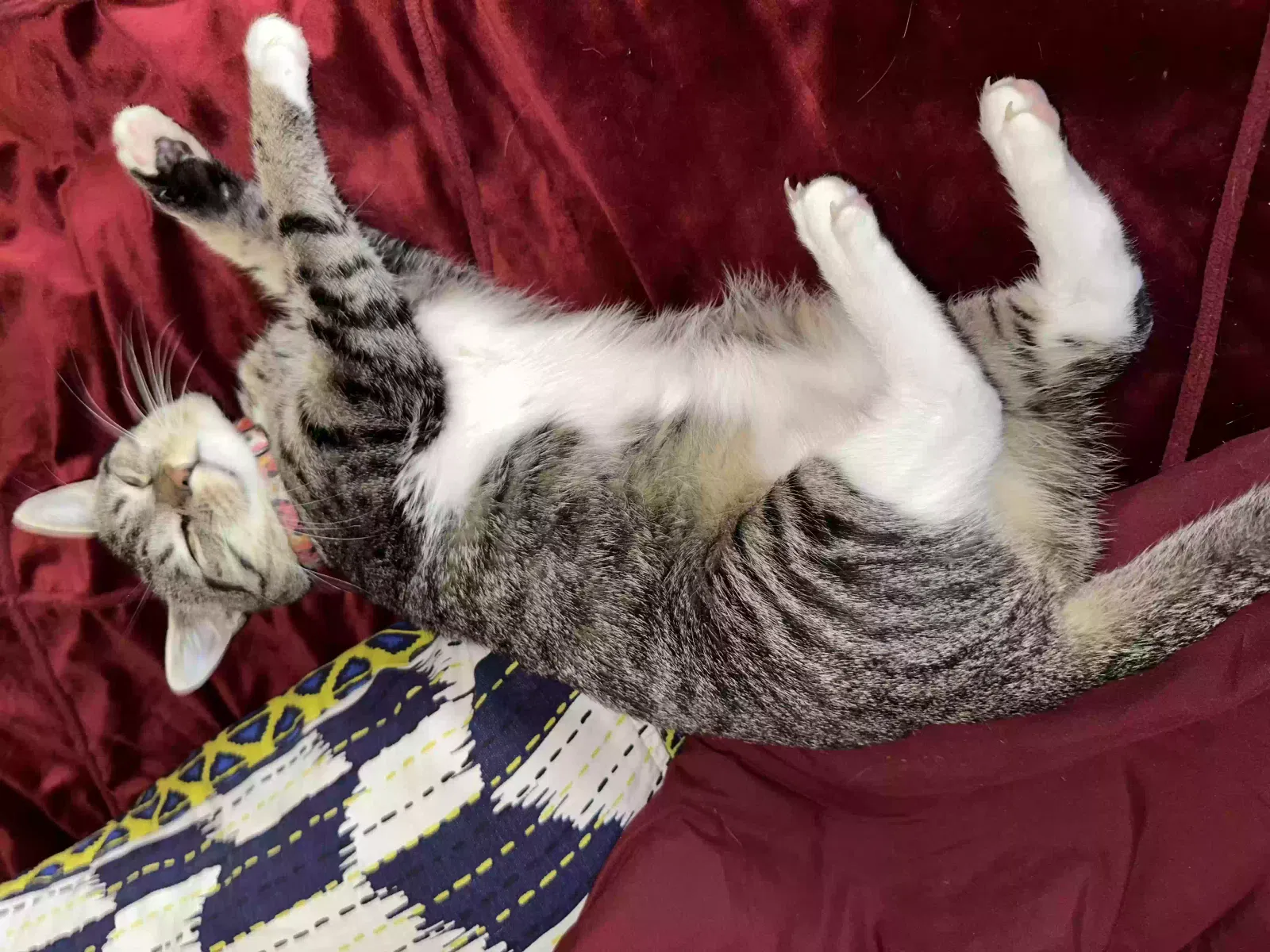 Lost cat in Fort Lauderdale, FL, 33317