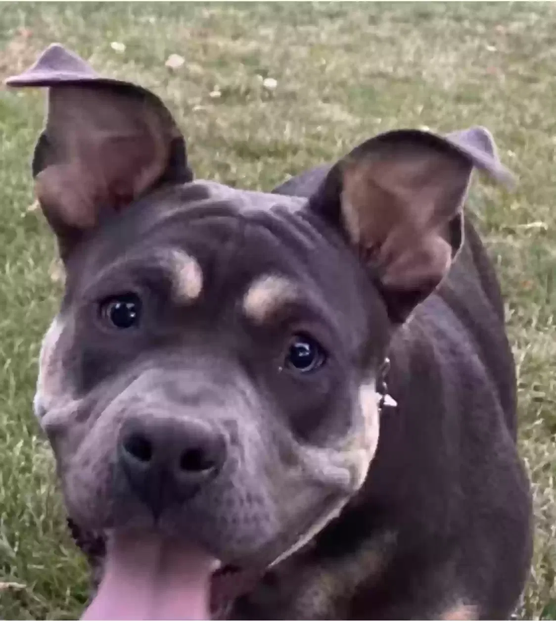 Lost dog in Los Gatos, CA, 95033