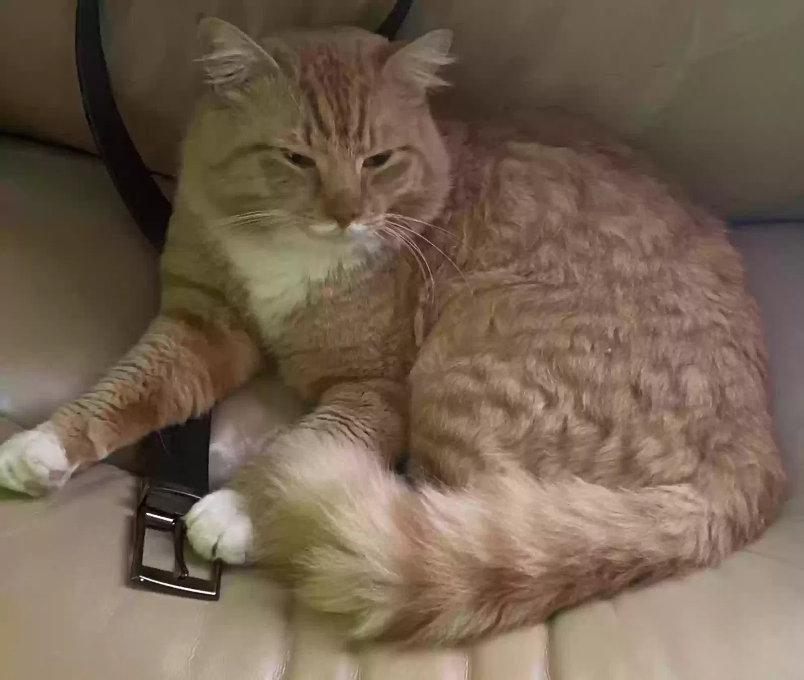 Lost cat in Garland, TX, 75044