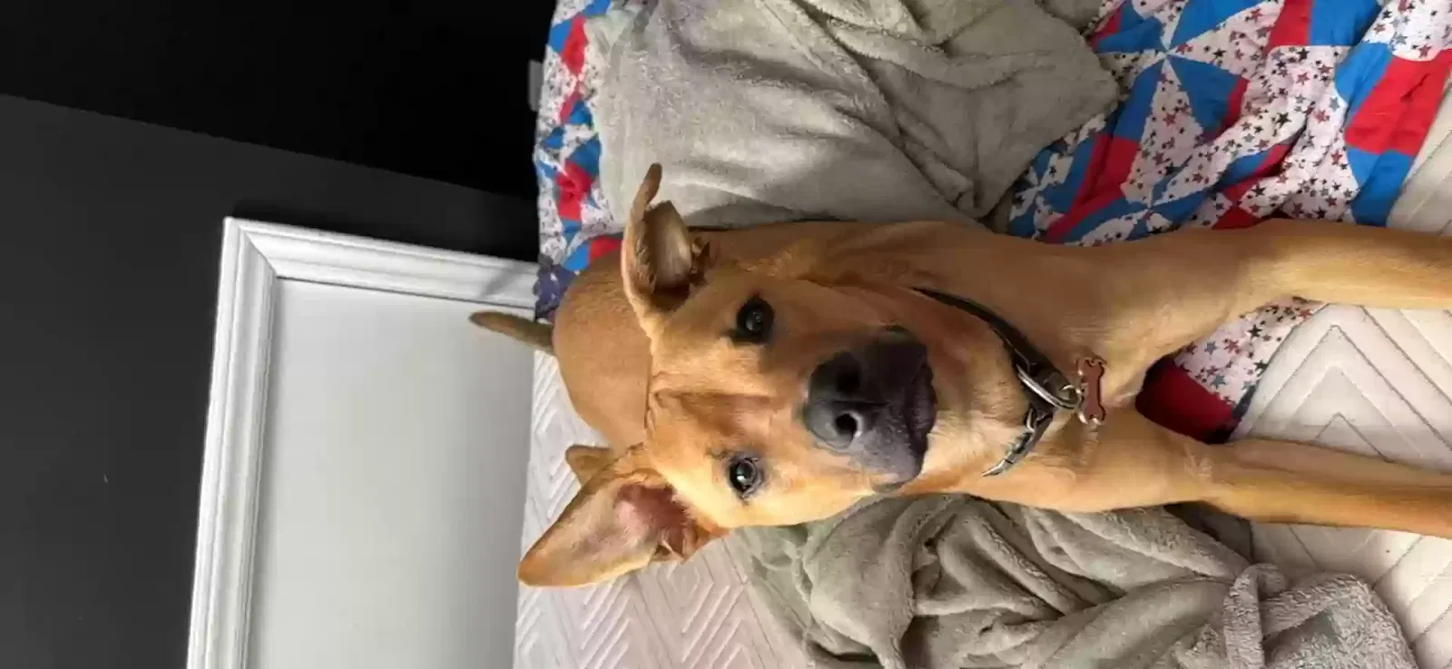 Lost dog in Matthews, NC, 28104