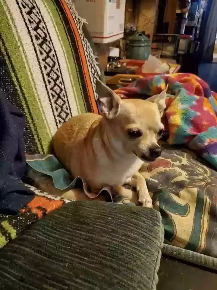 Lost dog in Memphis, TN, 38107
