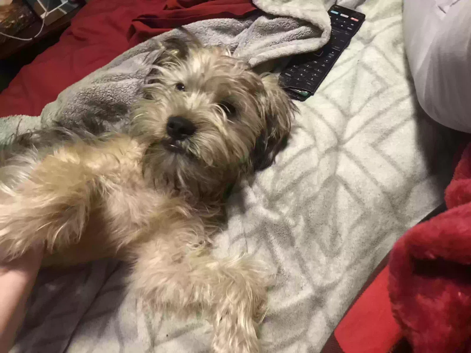 Lost dog in Sevierville, TN, 37876