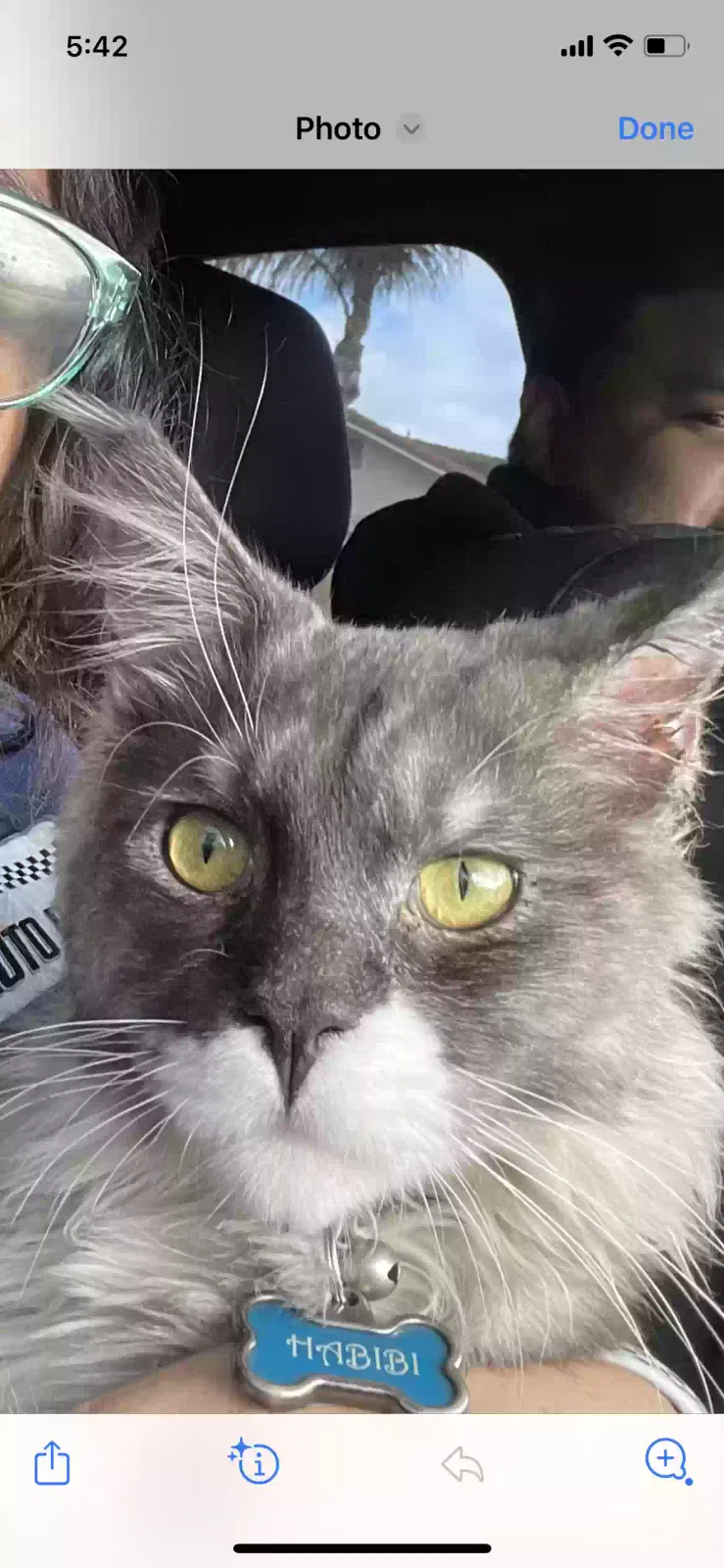 Found cat in Riverside, CA, 92503