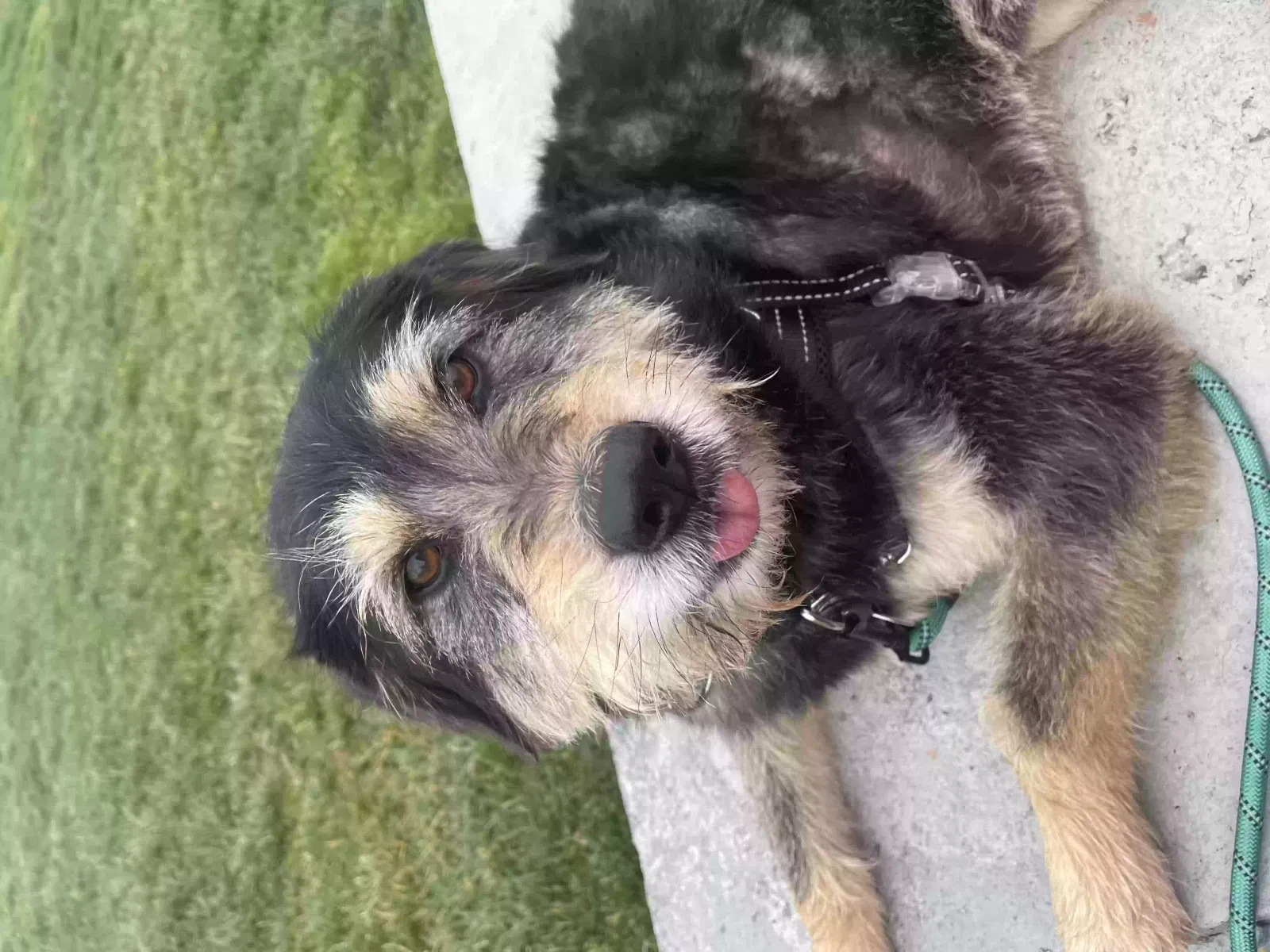 Lost dog in Oakland, CA, 94606