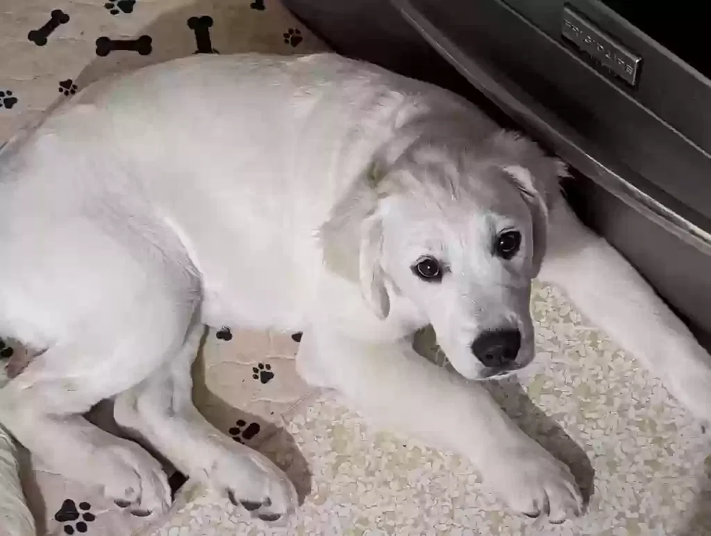 Lost dog in Milwaukee, WI, 53222