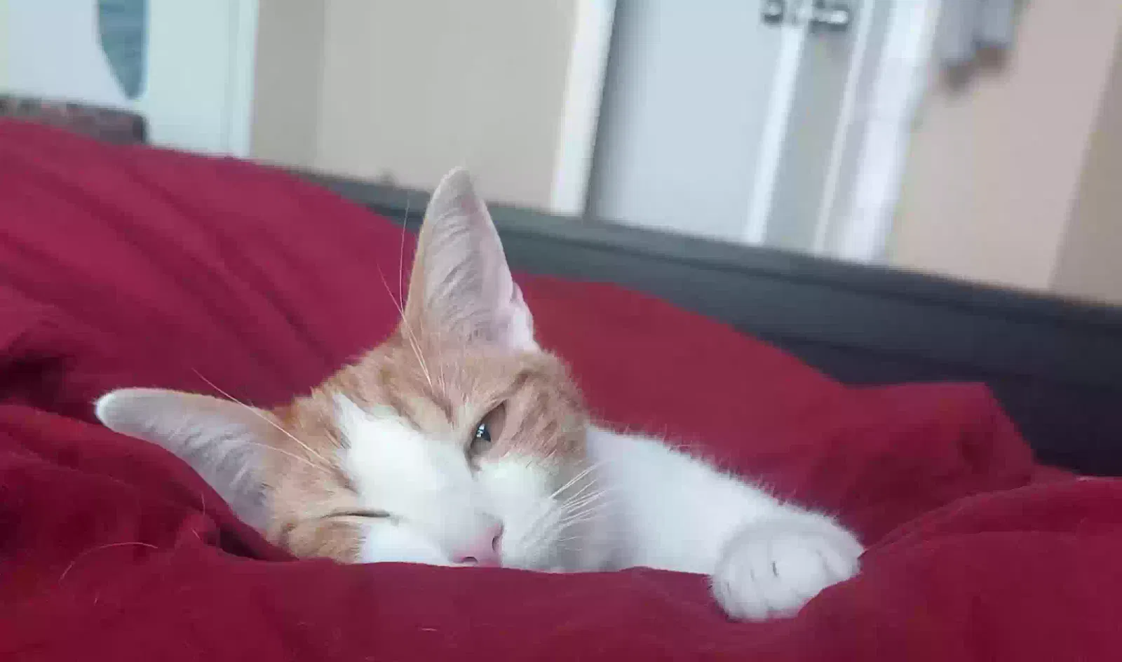 Lost cat in Hutto, TX, 78634