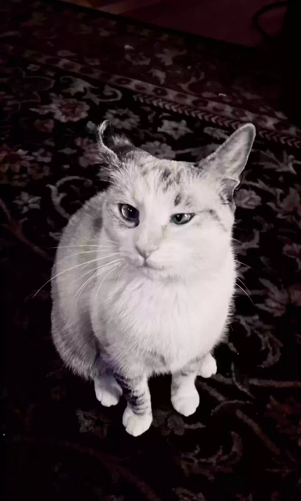 Lost cat in Minneapolis, MN, 55404