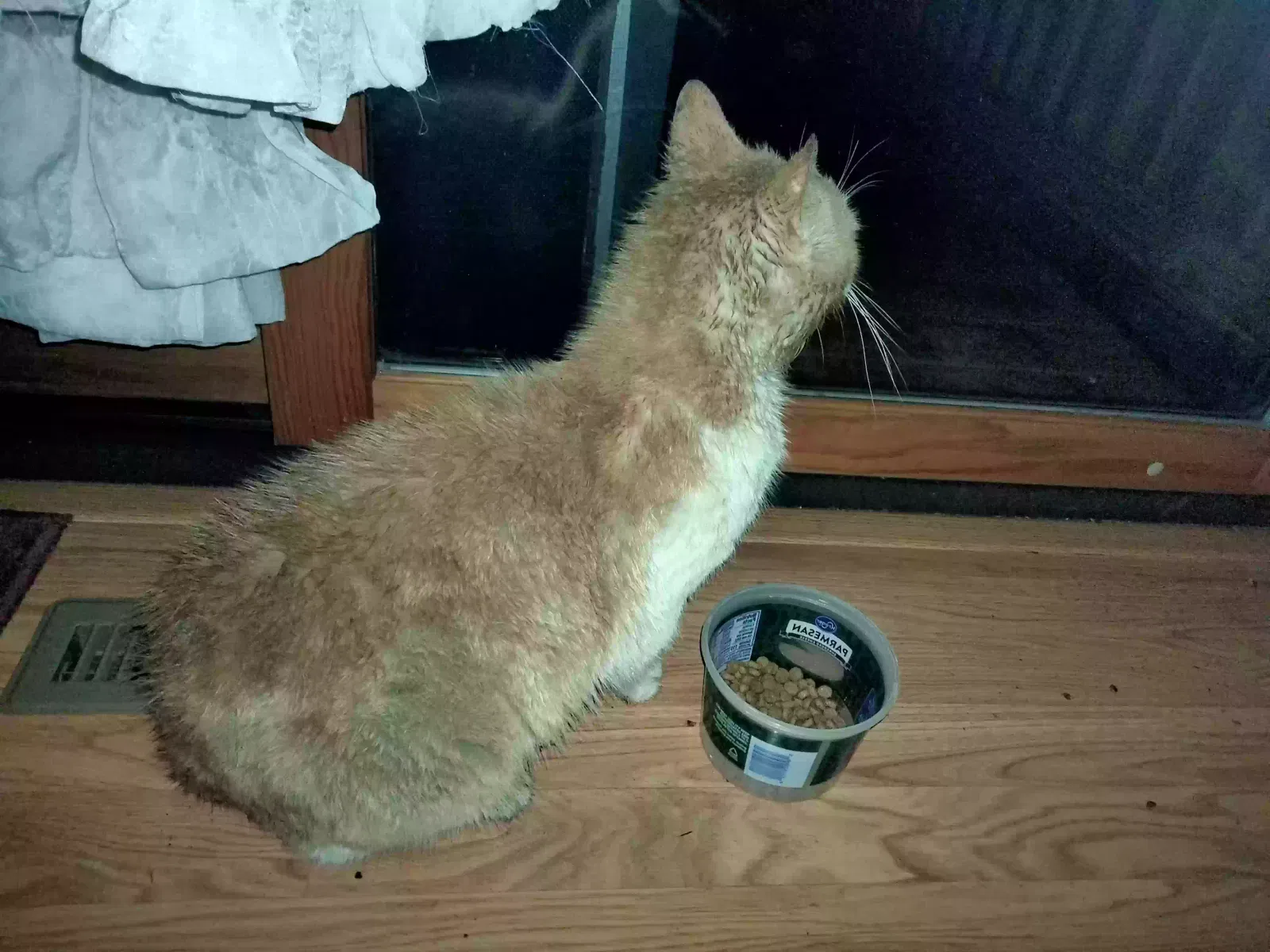 Found cat in Bowling Green, OH, 43402