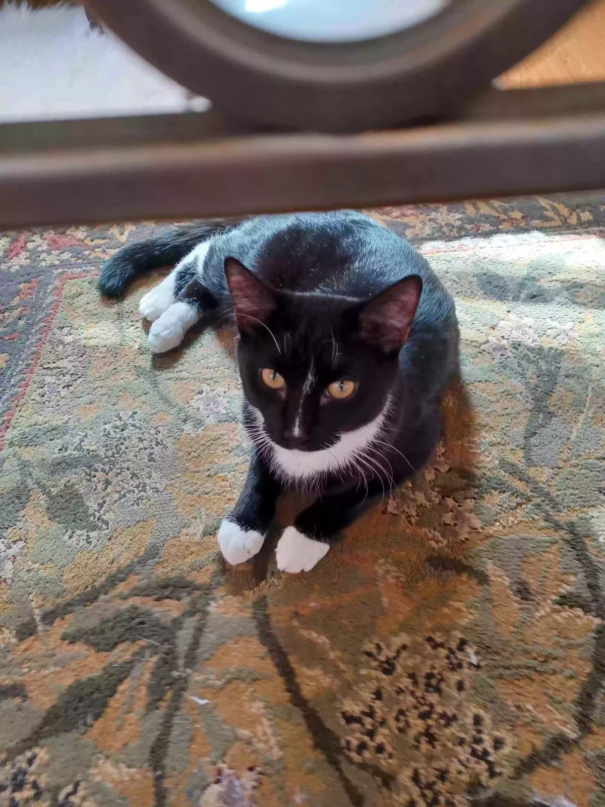 Lost cat in New London, CT, 6320