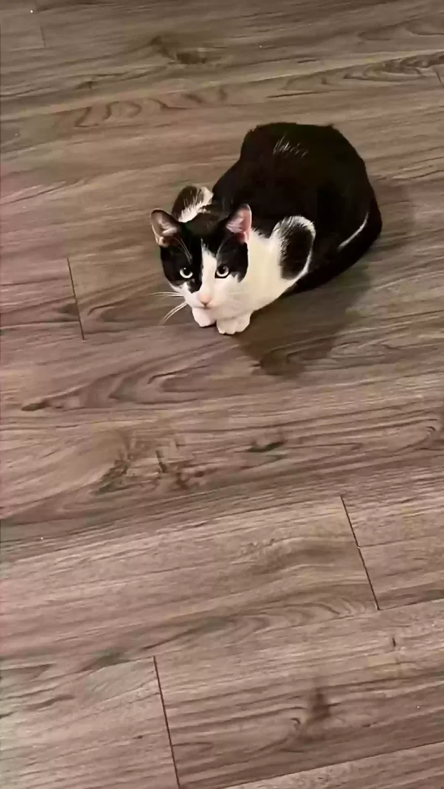 Lost cat in Conroe, TX, 77301