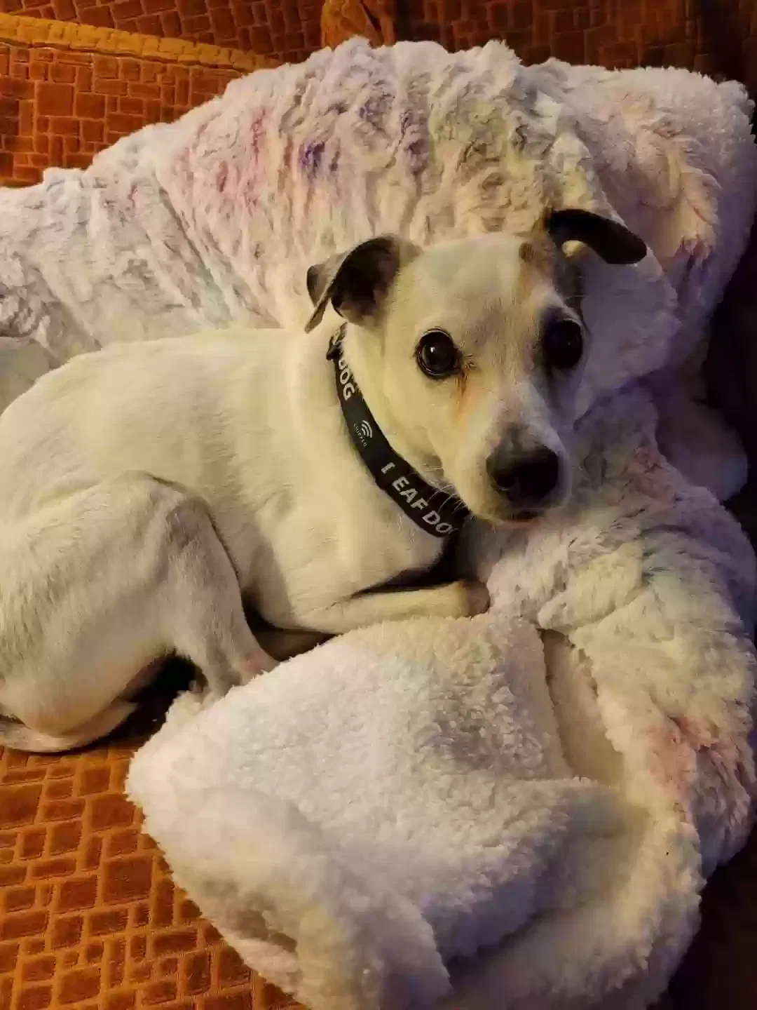 Lost dog in Kingwood, TX, 77339