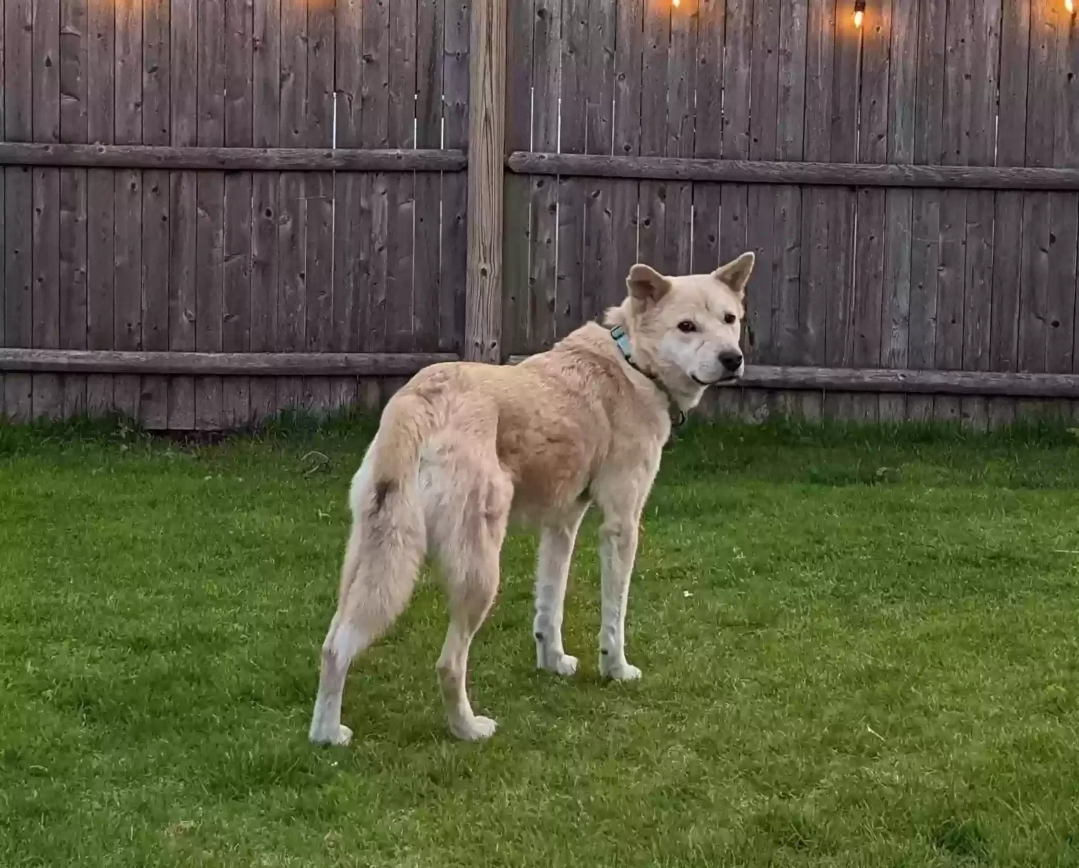 Lost dog in Newton Upper Falls, MA, 2464