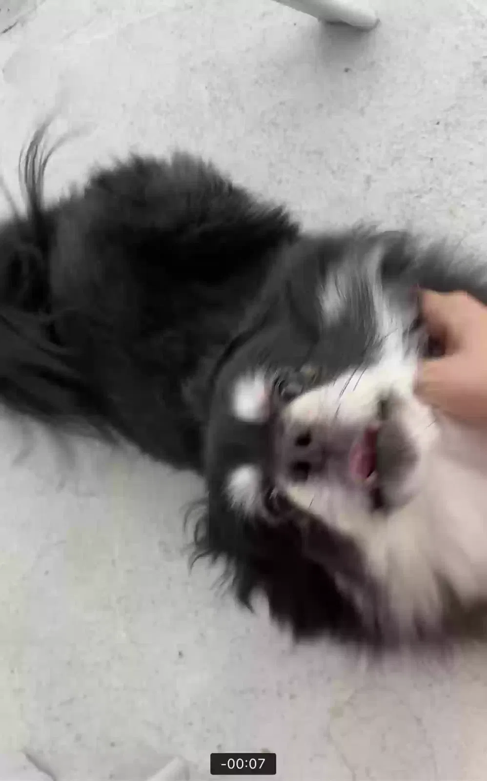 Lost dog in El Monte, CA, 91731