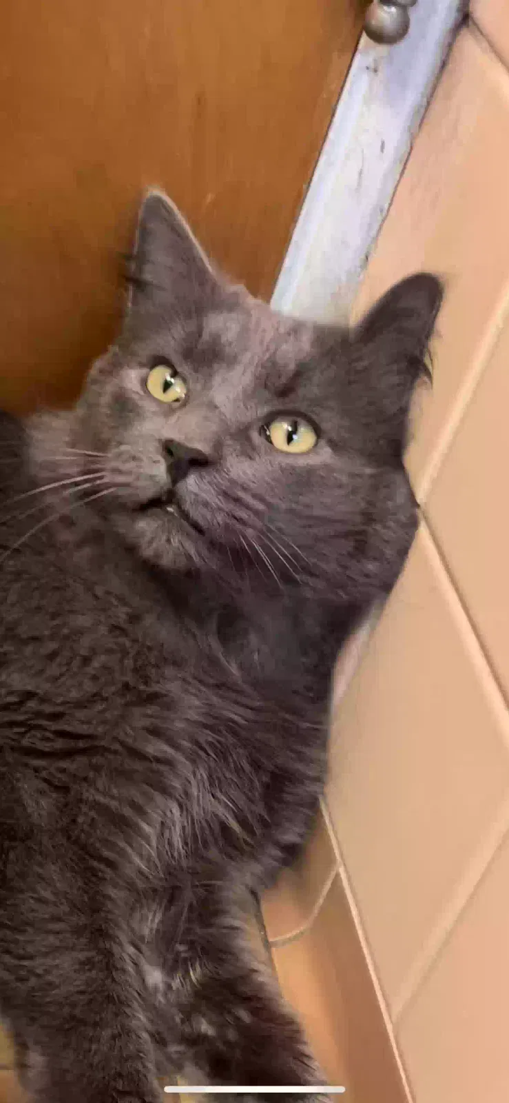 Lost cat in Dearborn, MI, 48124